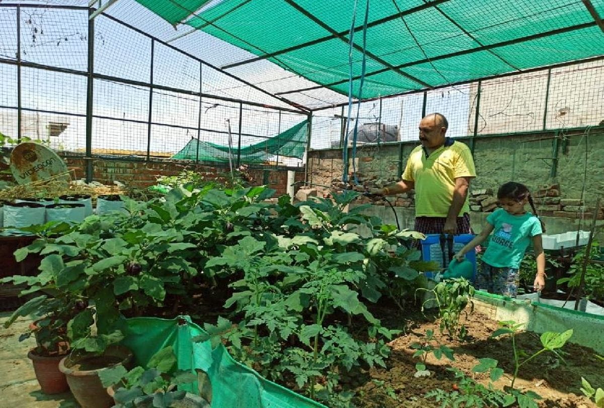 Roof Top Vegetable Garden In Agra