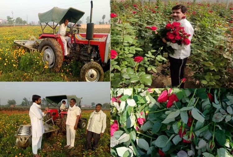Lockdown:आंगन में महकने थे, मगर मिट्टी में मिल गए चमकीले फूल, किसान ने खेत  में जलाए साढ़े तीन लाख गुलाब - Flower Farming Wasted In Lockdown, Farmers  Run Tractor On Many Acres