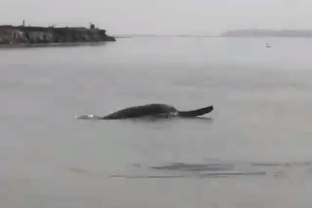Gangetic river dolphins death in bihar poaching and noise pollution in water big threat