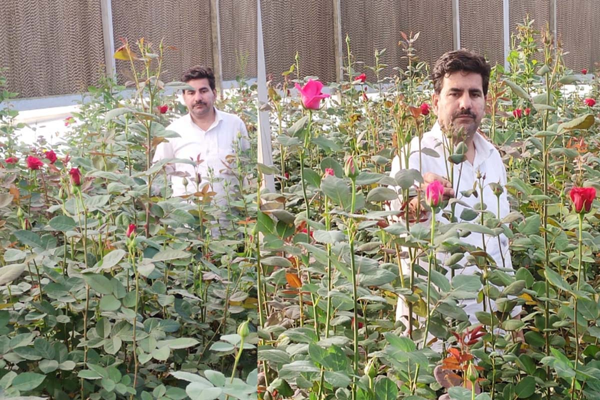 Flower farming wasted in lockdown, farmers run tractor on many acres land