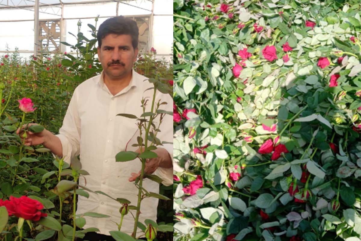 Flower farming wasted in lockdown, farmers run tractor on many acres land