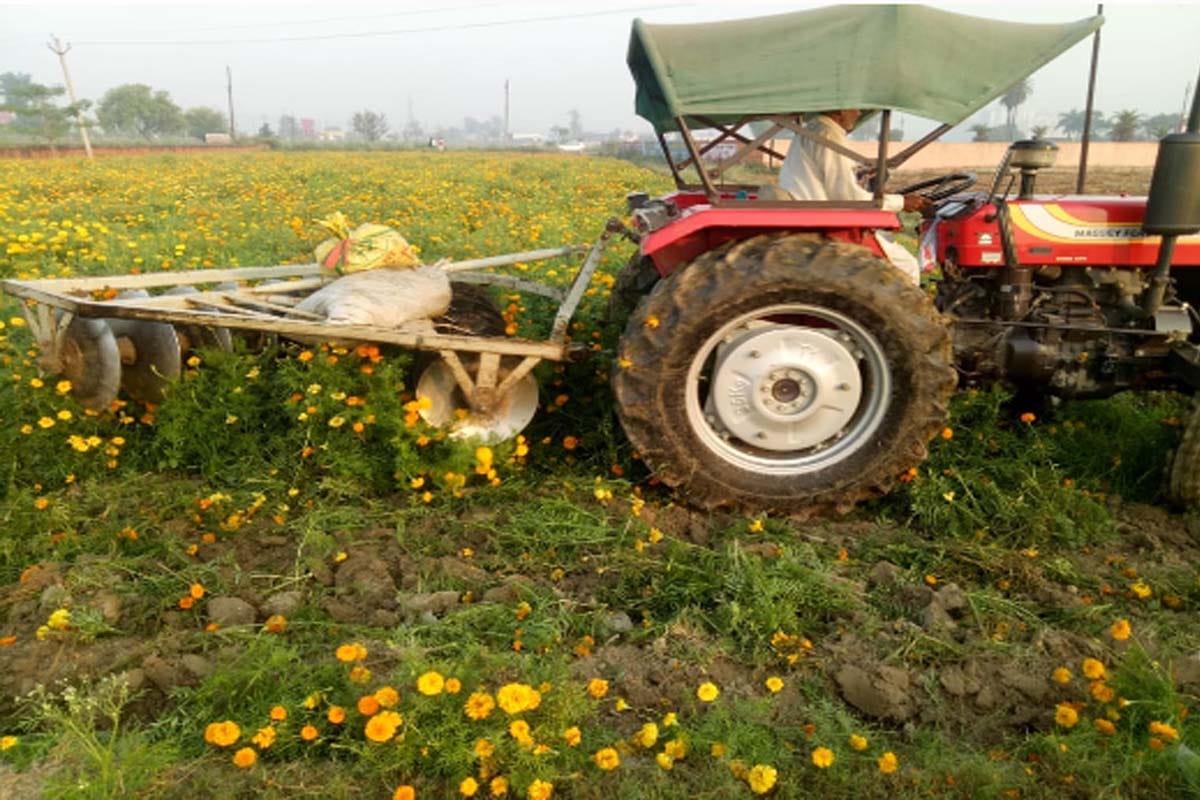 Flower farming wasted in lockdown, farmers run tractor on many acres land
