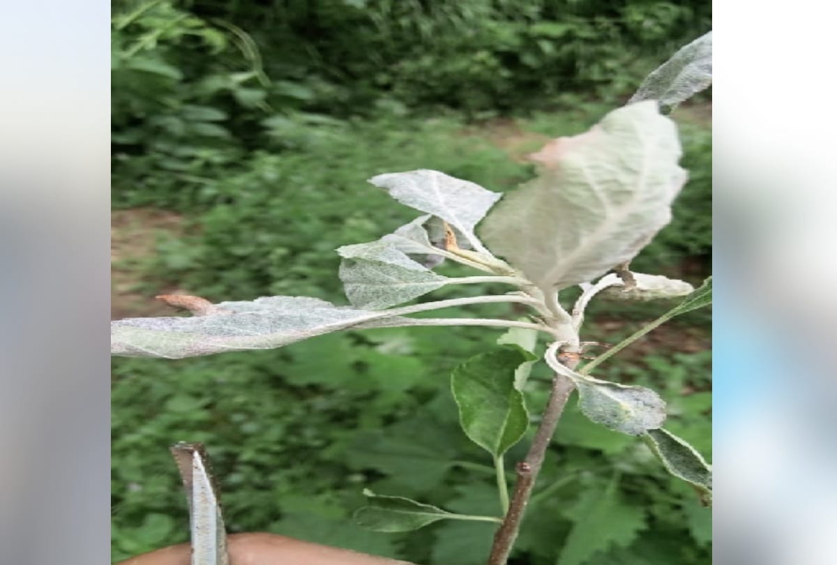 Chiron fungal disease attack in Himachal's apple orchards, planters worried