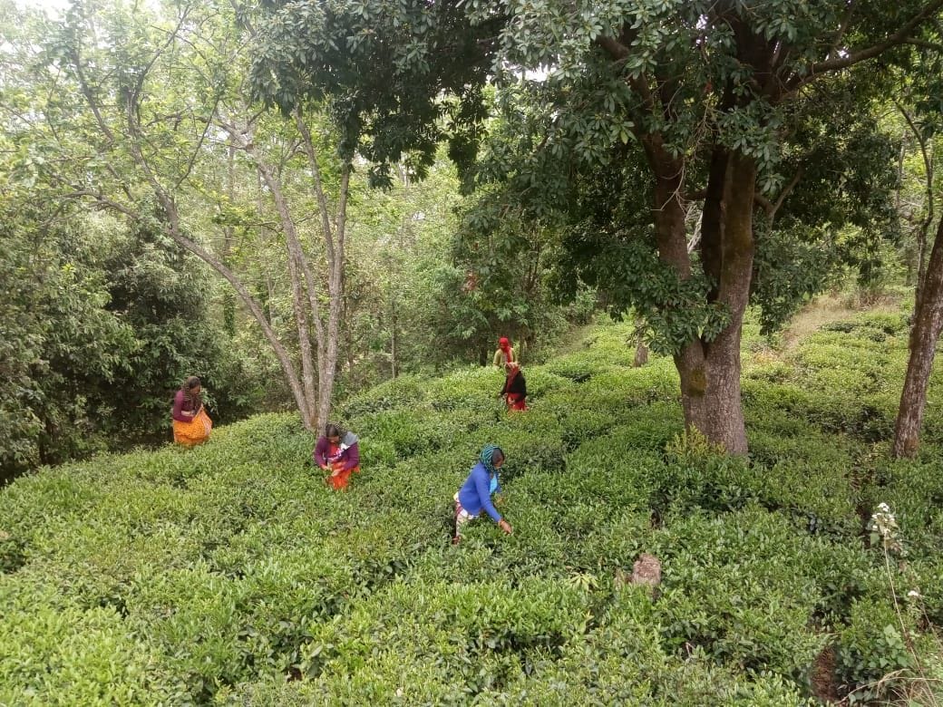 Tea leaves are ready in the gardens, the work of breaking starts
