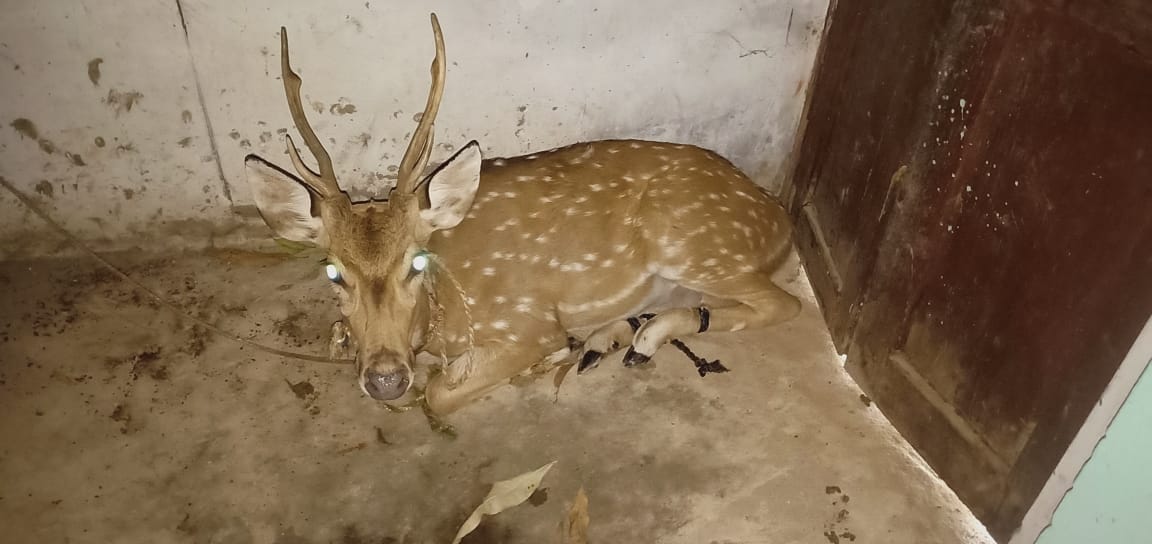 Chital was injured by dogs entering the village in search of water, released in the forest