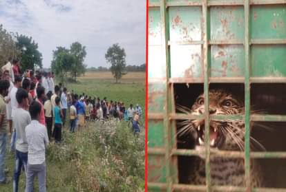 Forest workers caught leopard from maharajganj
