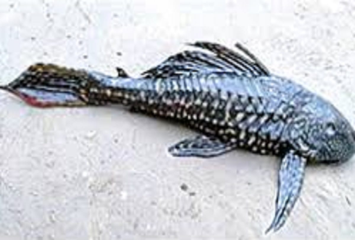 Amazon Sailfin Catfish found in Manipur poses threat to indigenous breeds says Experts