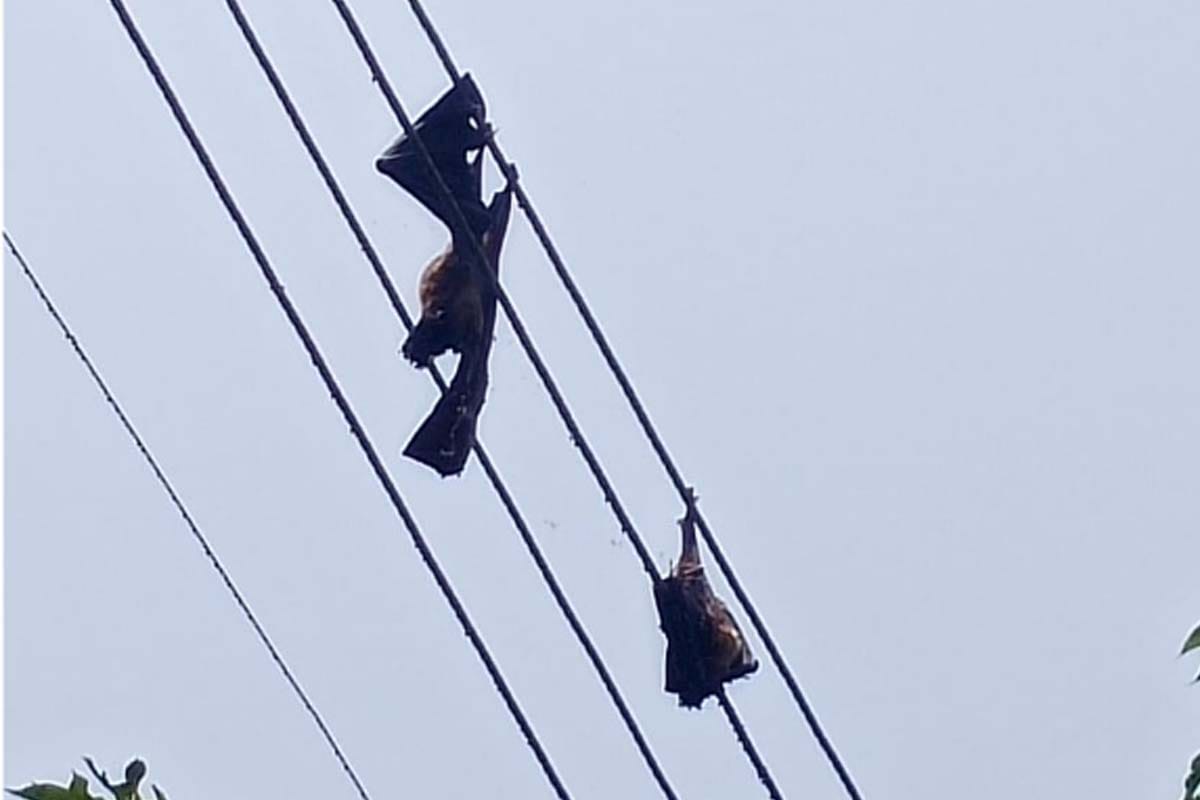 After Meerut, panic in people due to the death of six bats in Saharanpur