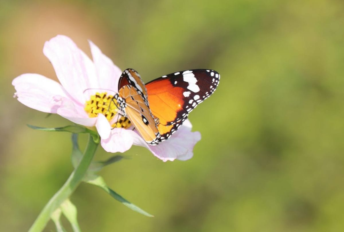 Lockdown Colorful Butterflies Start Appearing Again
