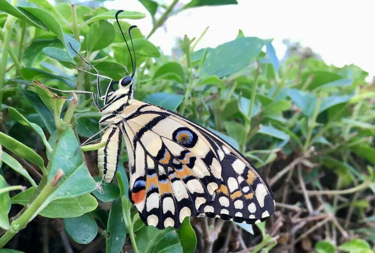 77 new species of butterflies discovered in Matheran maharashtra