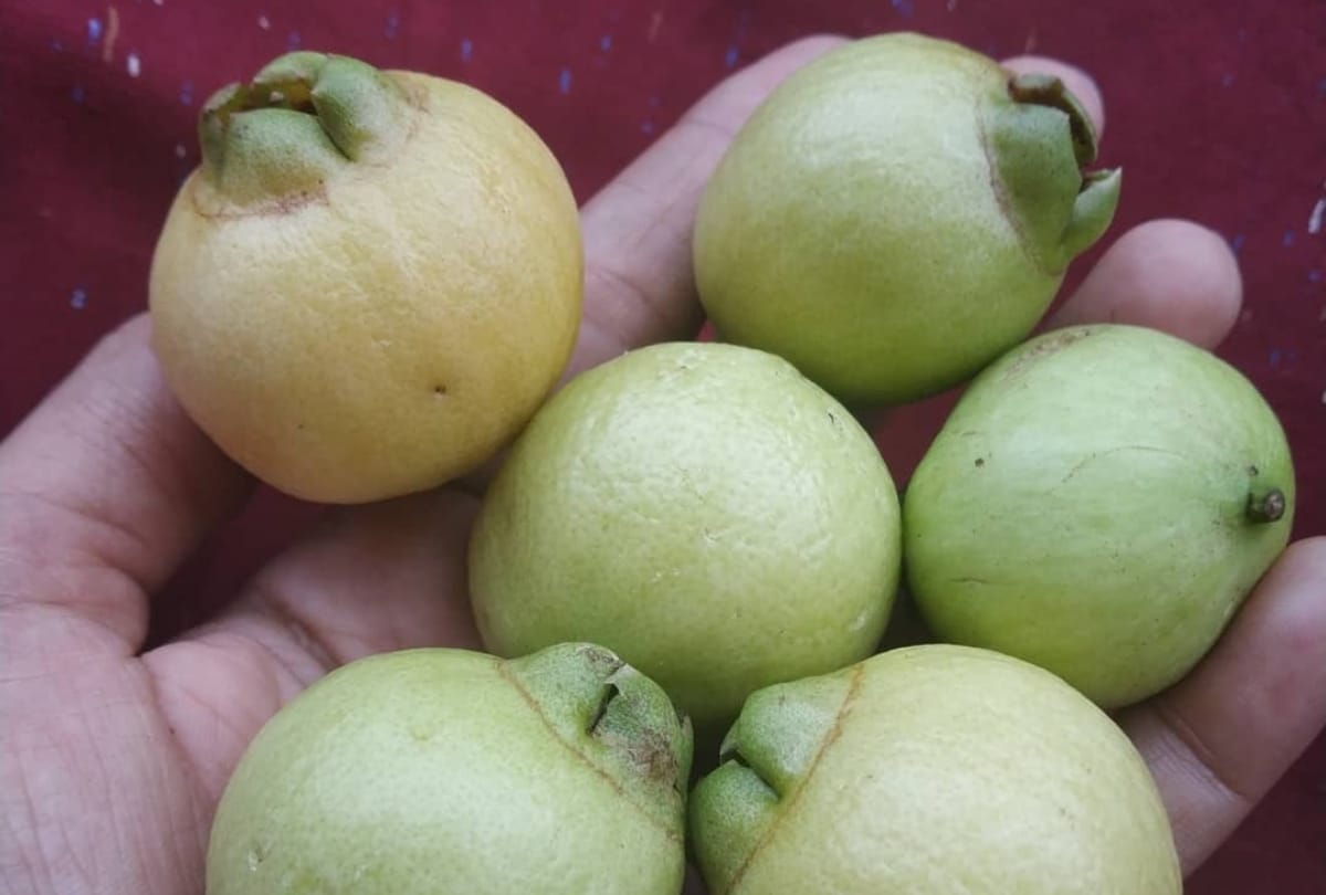 lesser known fruit safed jamun or rose apple full of nutrition value