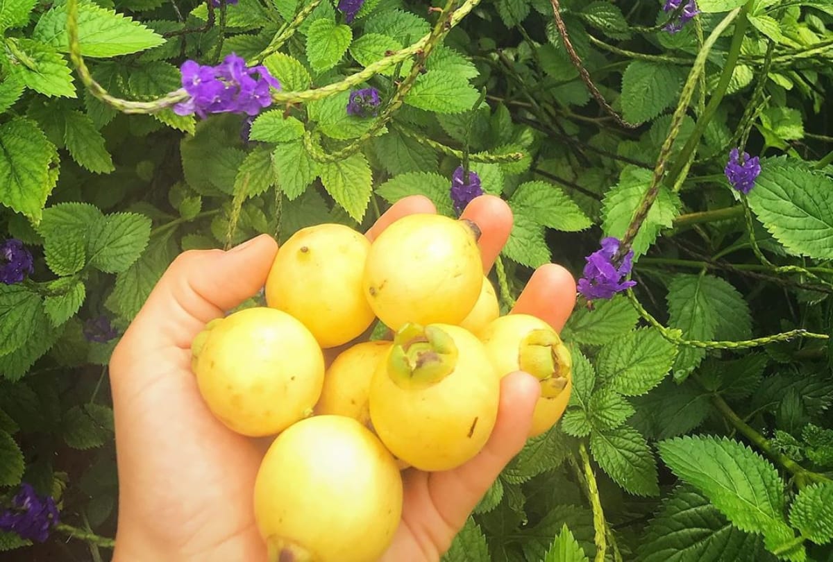 lesser known fruit safed jamun or rose apple full of nutrition value