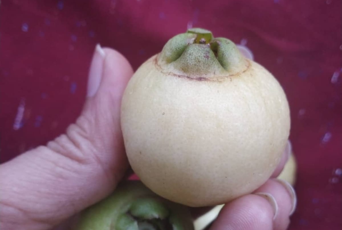 lesser known fruit safed jamun or rose apple full of nutrition value