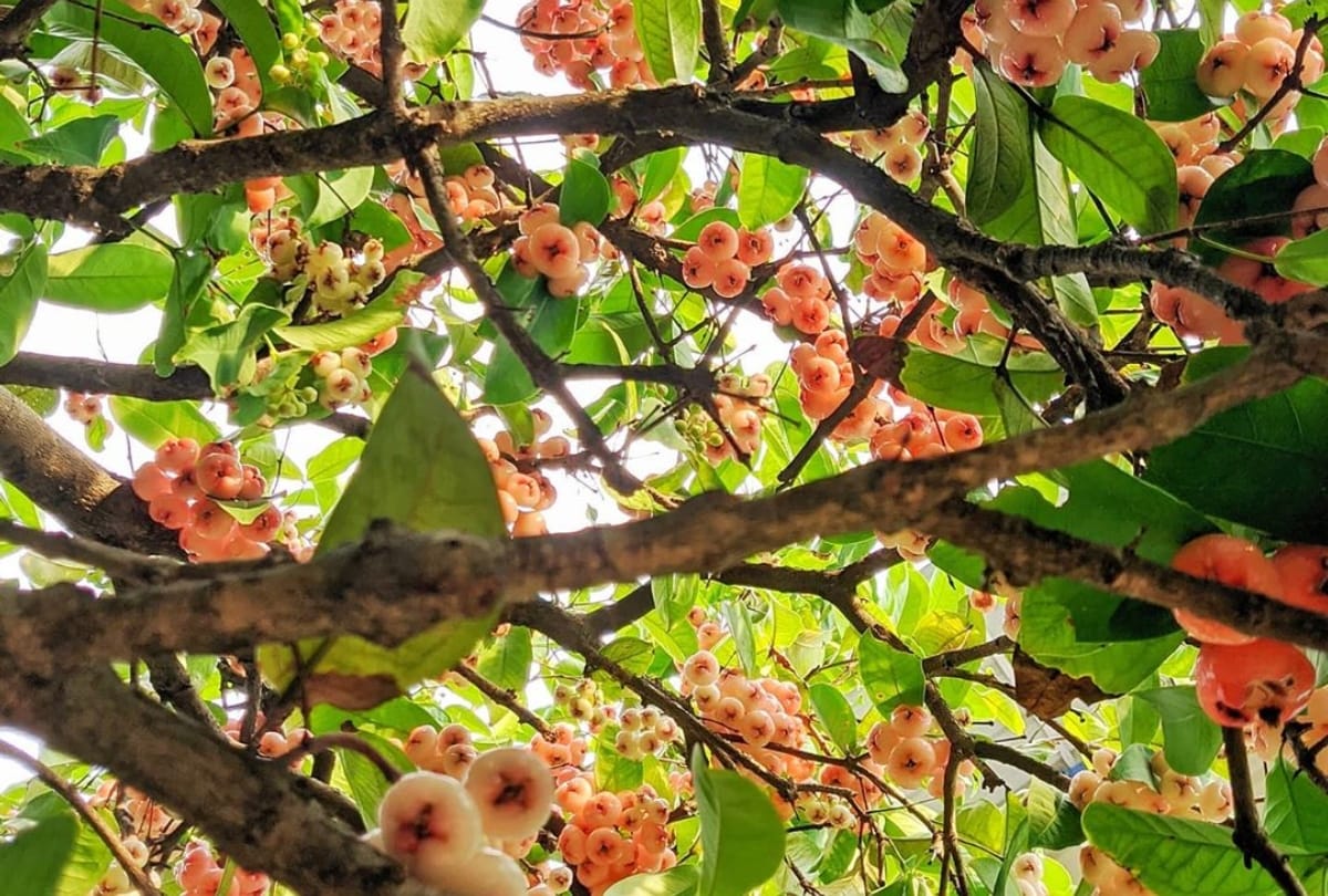 lesser known fruit safed jamun or rose apple full of nutrition value