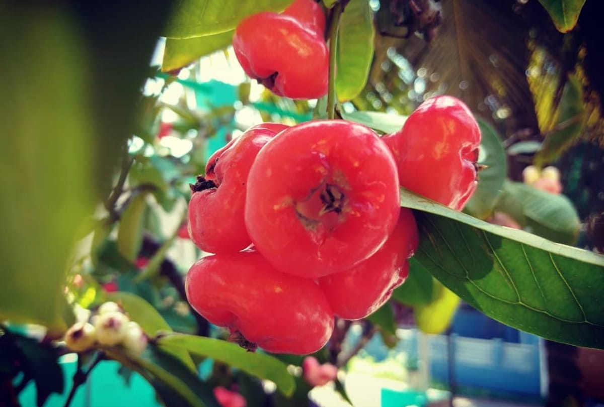 lesser known fruit safed jamun or rose apple full of nutrition value