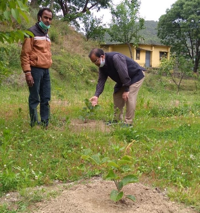 Kivi Farming in Almora