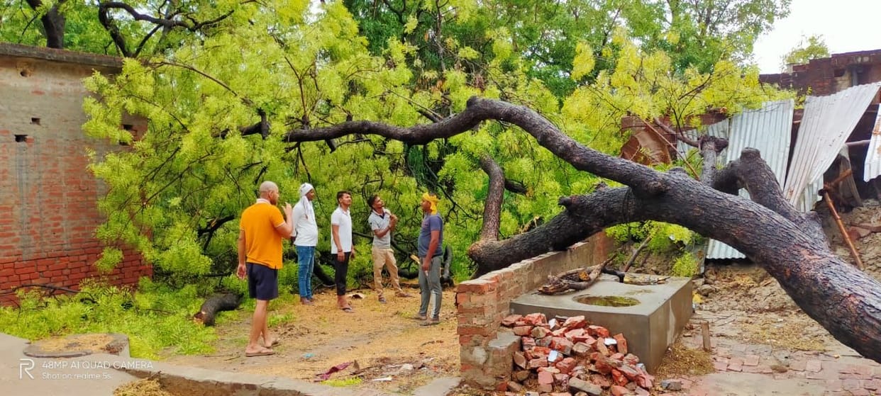Fallen tree