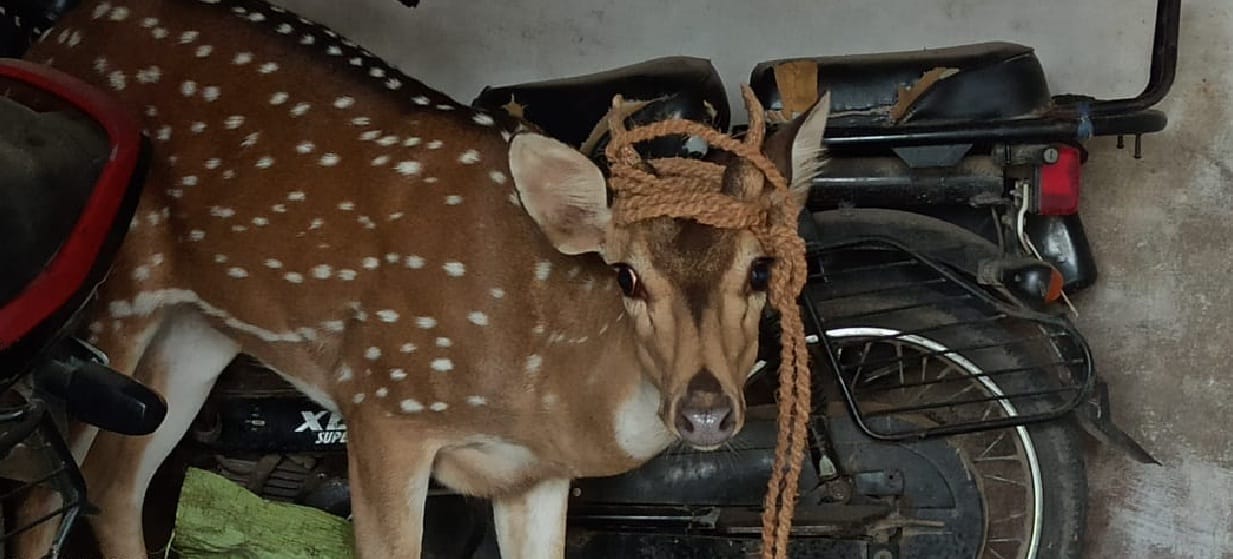 Chital wandering in search of water in sonbhadra and fell into the well