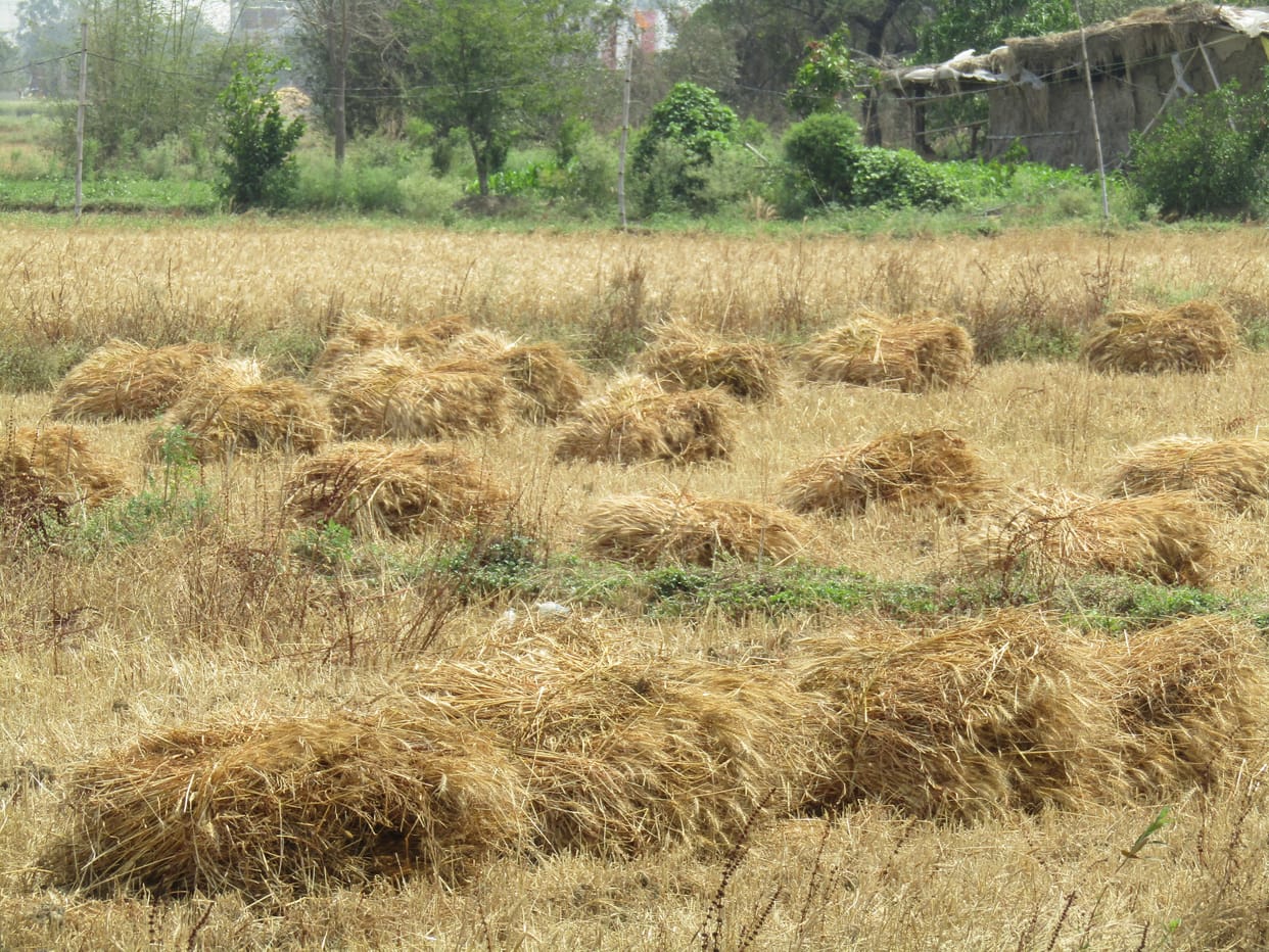 Heavy rain, thunderstorms, damage to wheat, mangoes