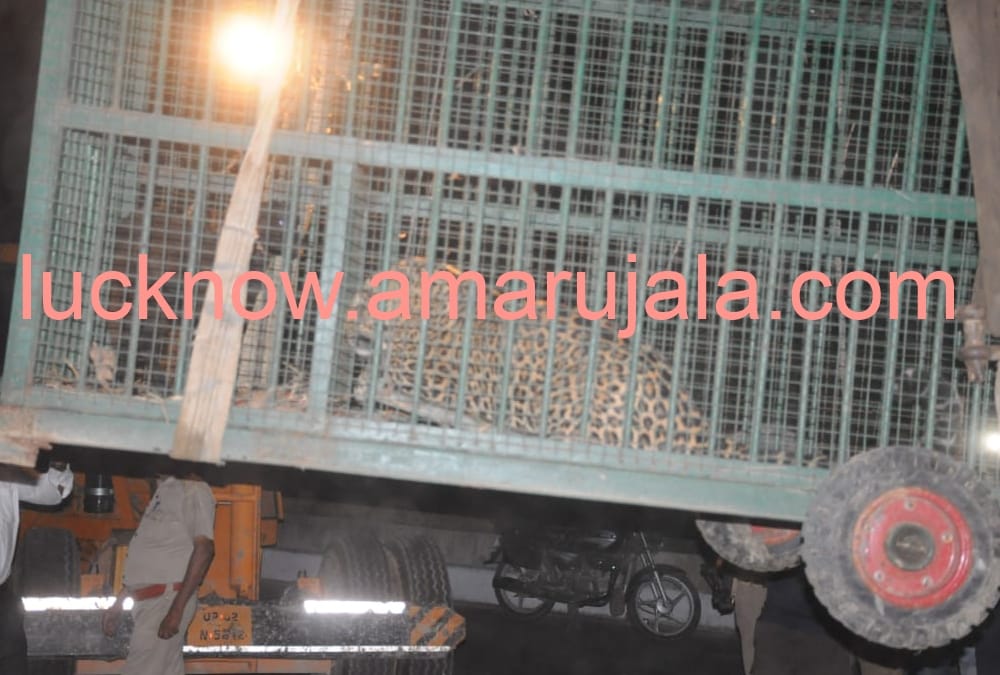 Leopard trapped in tunnel pipe in Gosainganj, rescue continues