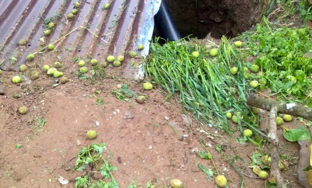Cropped crops due to hail, farmers disappointed