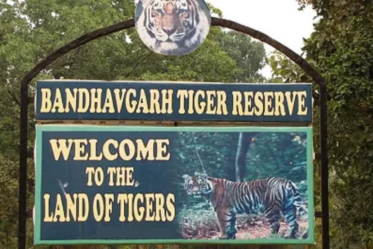 Bandhavgarh Tiger Reserve: Tourists got scared when huge tiger 'Chhota Bheem' came in front, thrilled with his