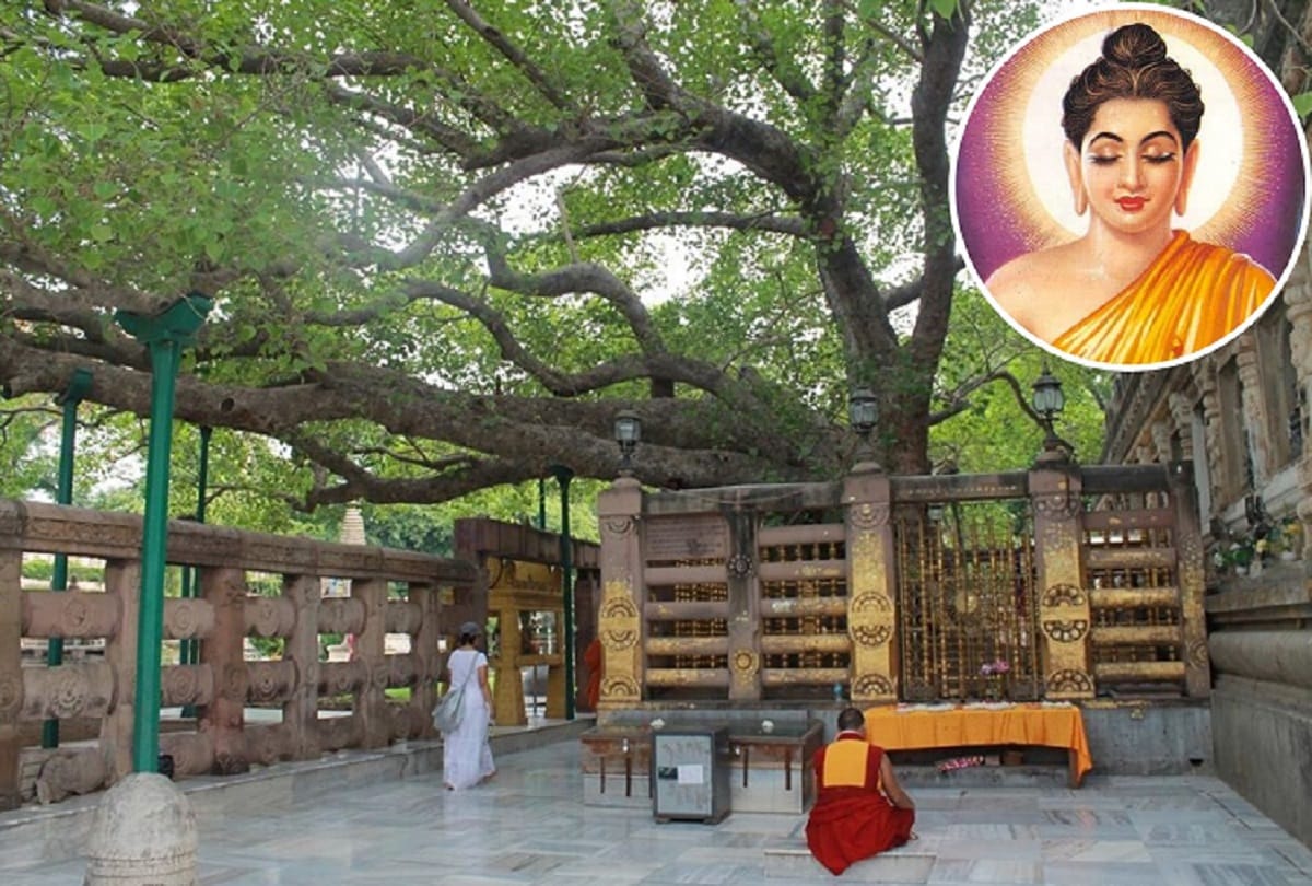 History of Bodhi Tree the ancient sacred tree in Bodh Gaya