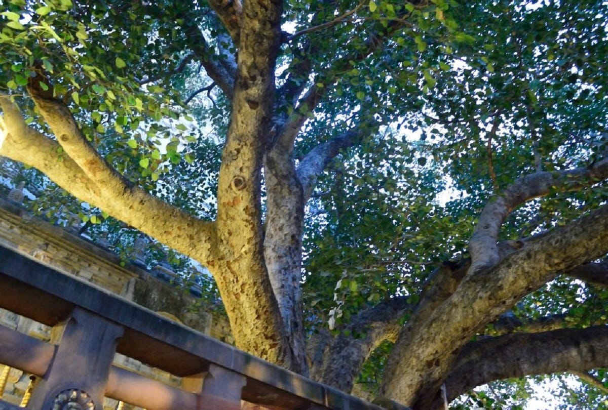 Forest Department will preserve 19 heritage trees in Gorakhpur