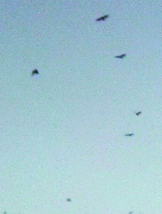 Bats seen in the sky near airforce, panic among people