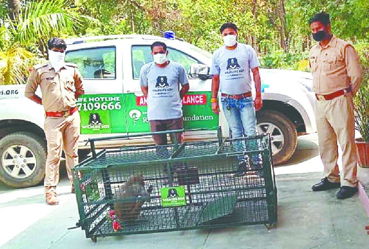 forest department team caught monkey two years later in mainpuri