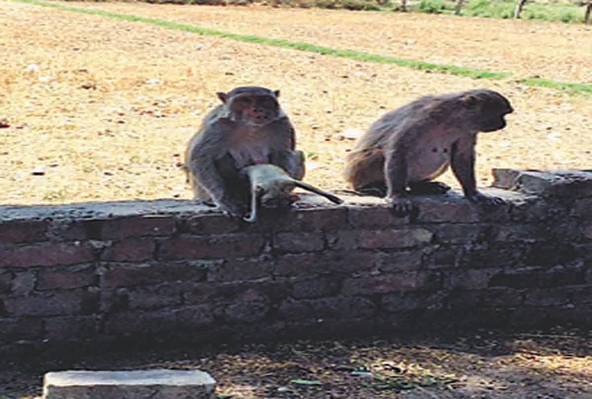 Monkey couple wandering around the temple carrying the child's corpse for three days