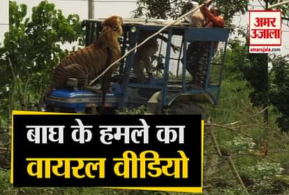 Uttar Pradesh: Three people injured in tiger attack in Pilibhit, video viral