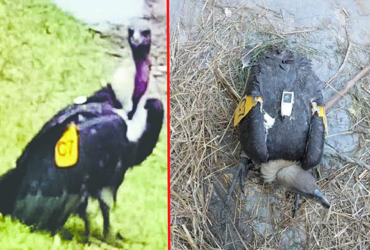 Vulture caught with yellow Chip at Kushinagar