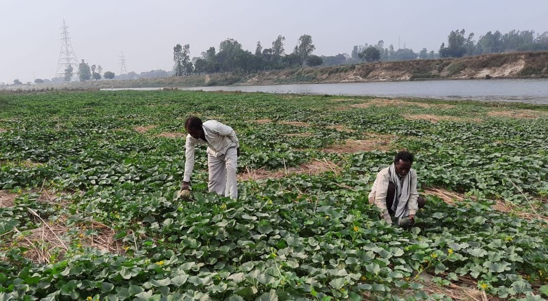 farmer selling crop at half rate