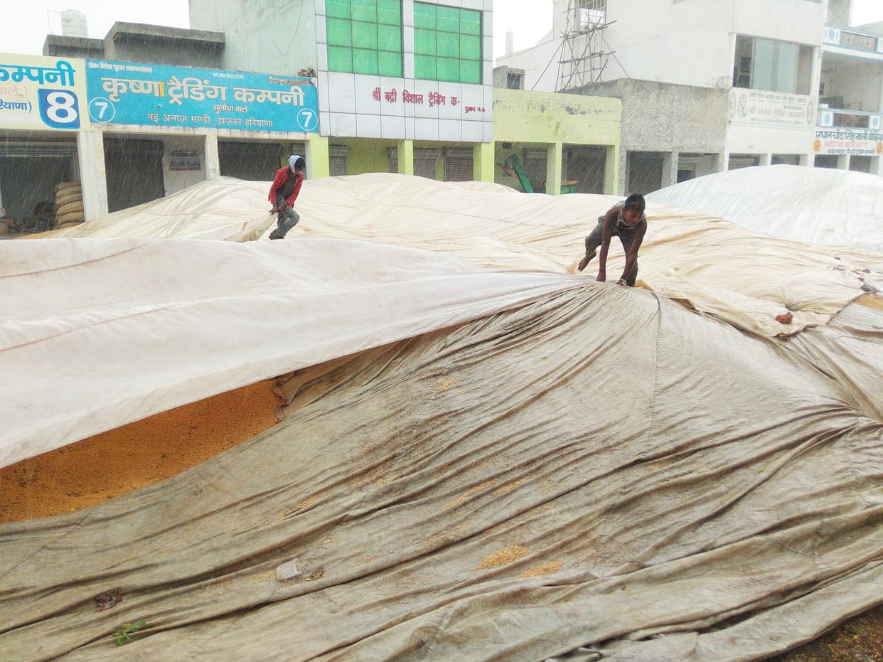 grain market