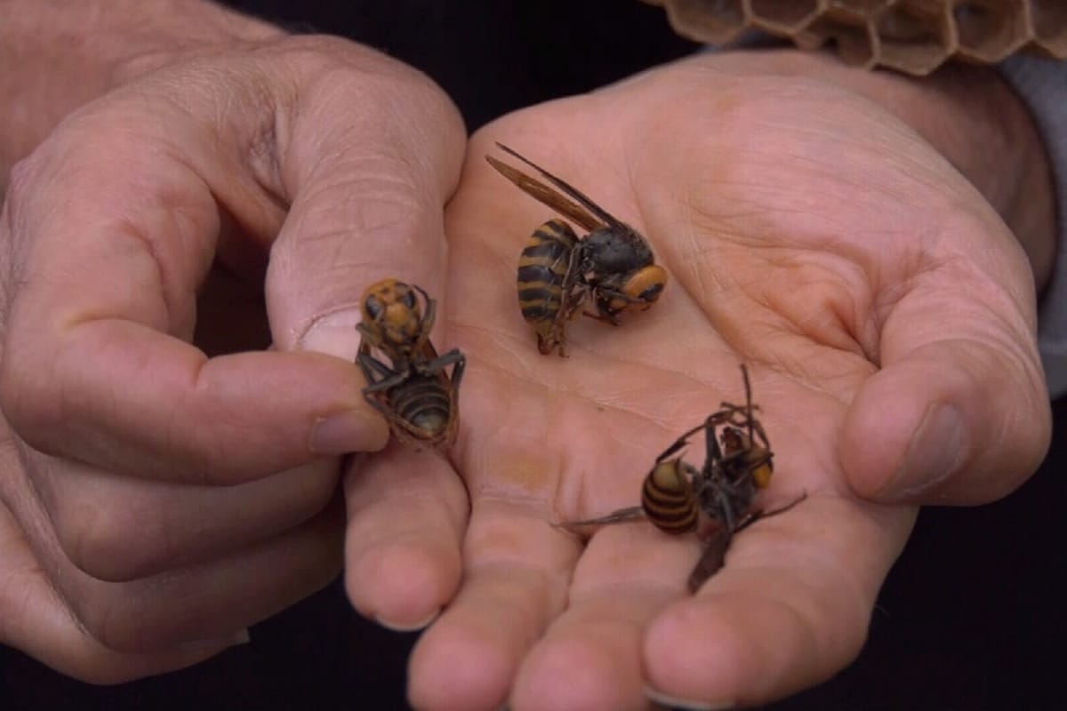 Giant Asian Giant Hornet seen in America and Canada, Scientists trying to stop spread of predator bugs that decimate bee colonies