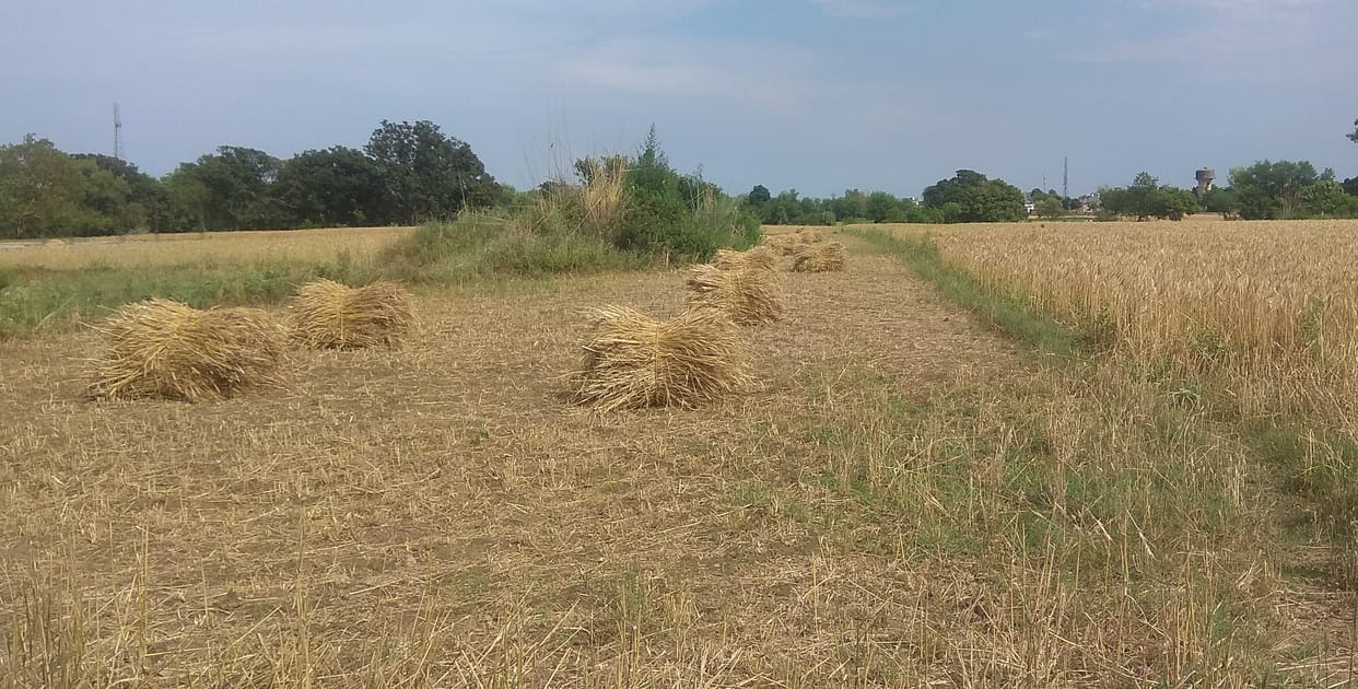 Rain increased farmers' troubles