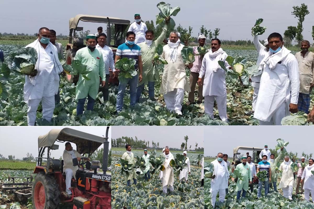 Cabbage not selling for three rupees, Rakesh Tikait drives tractor on green crop, demands compensation for farmers in shamli