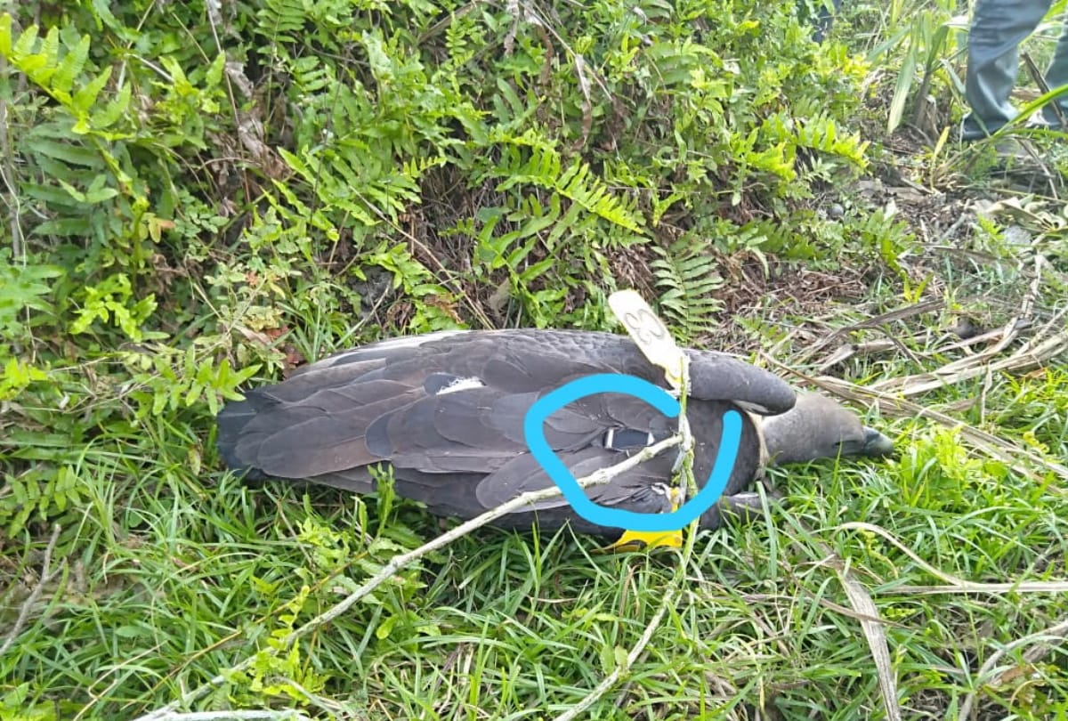 Vulture caught with yellow Chip at Kushinagar