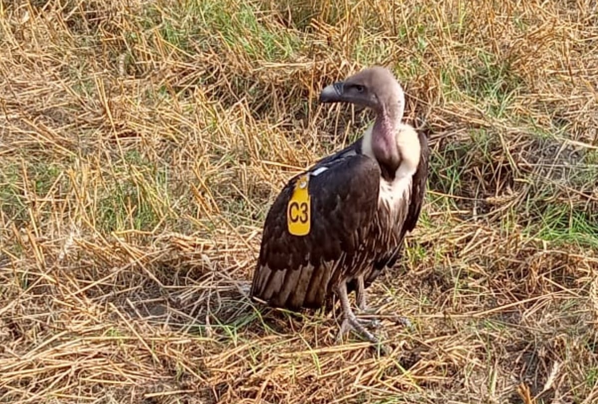 Vulture caught with yellow Chip at Kushinagar