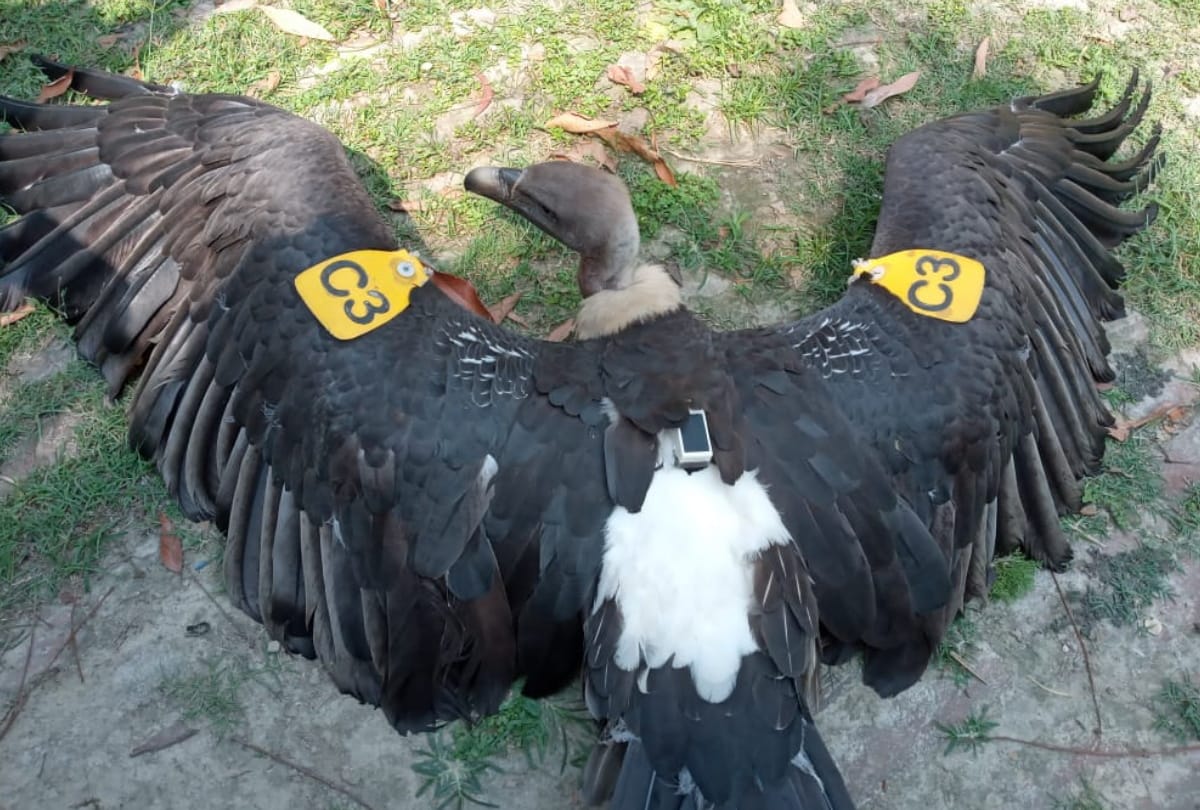 first pair of vultures will be brought to breeding center in November Gorakhpur