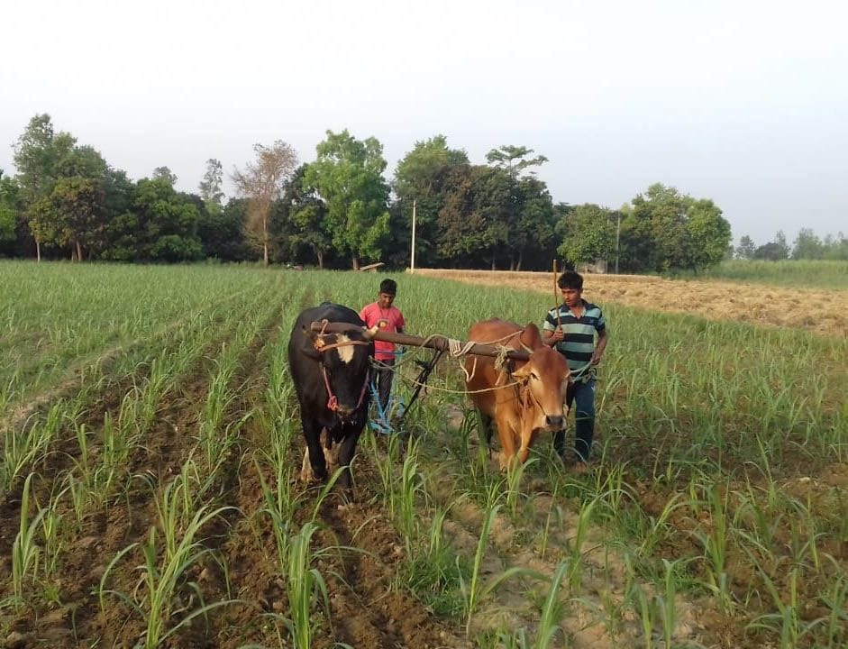 New initiative: Farmers using destitute cows in the fields