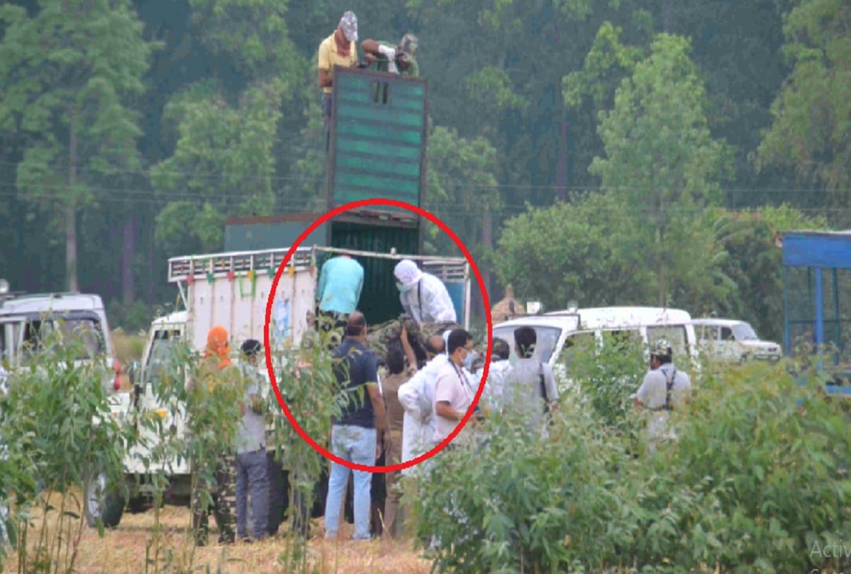 tranquilized tiger dies during treatment in pilibhit
