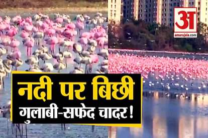 watch video: migrants flamingos in navi mumbai during lockdown