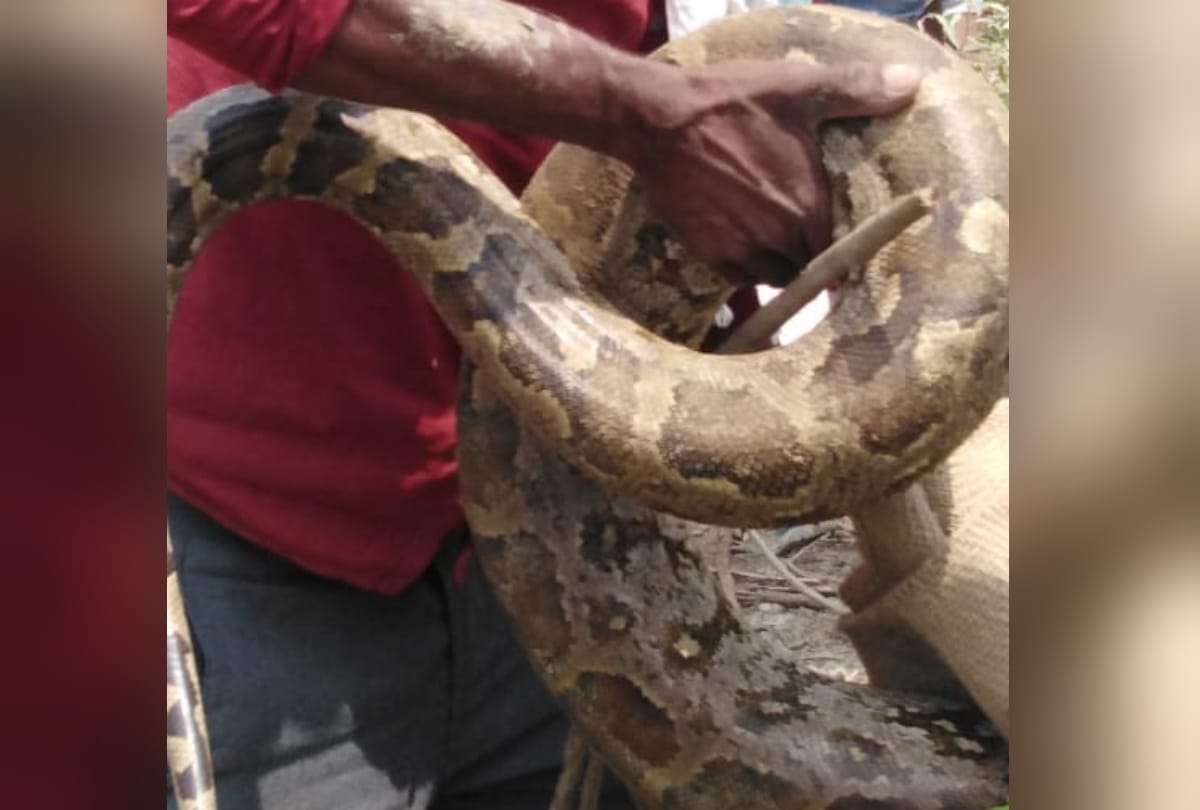 Dragon caught by Forest department team in gorakhpur