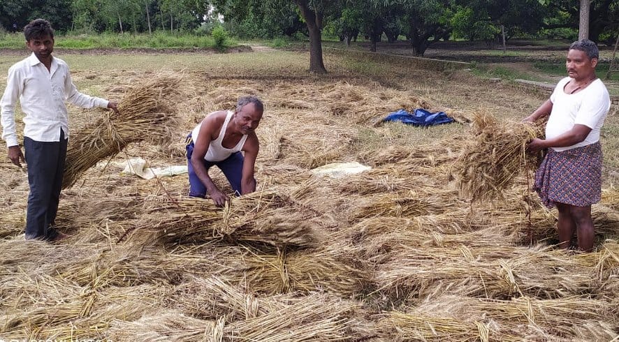 Wheat crop still affected by rain, quality and production affected