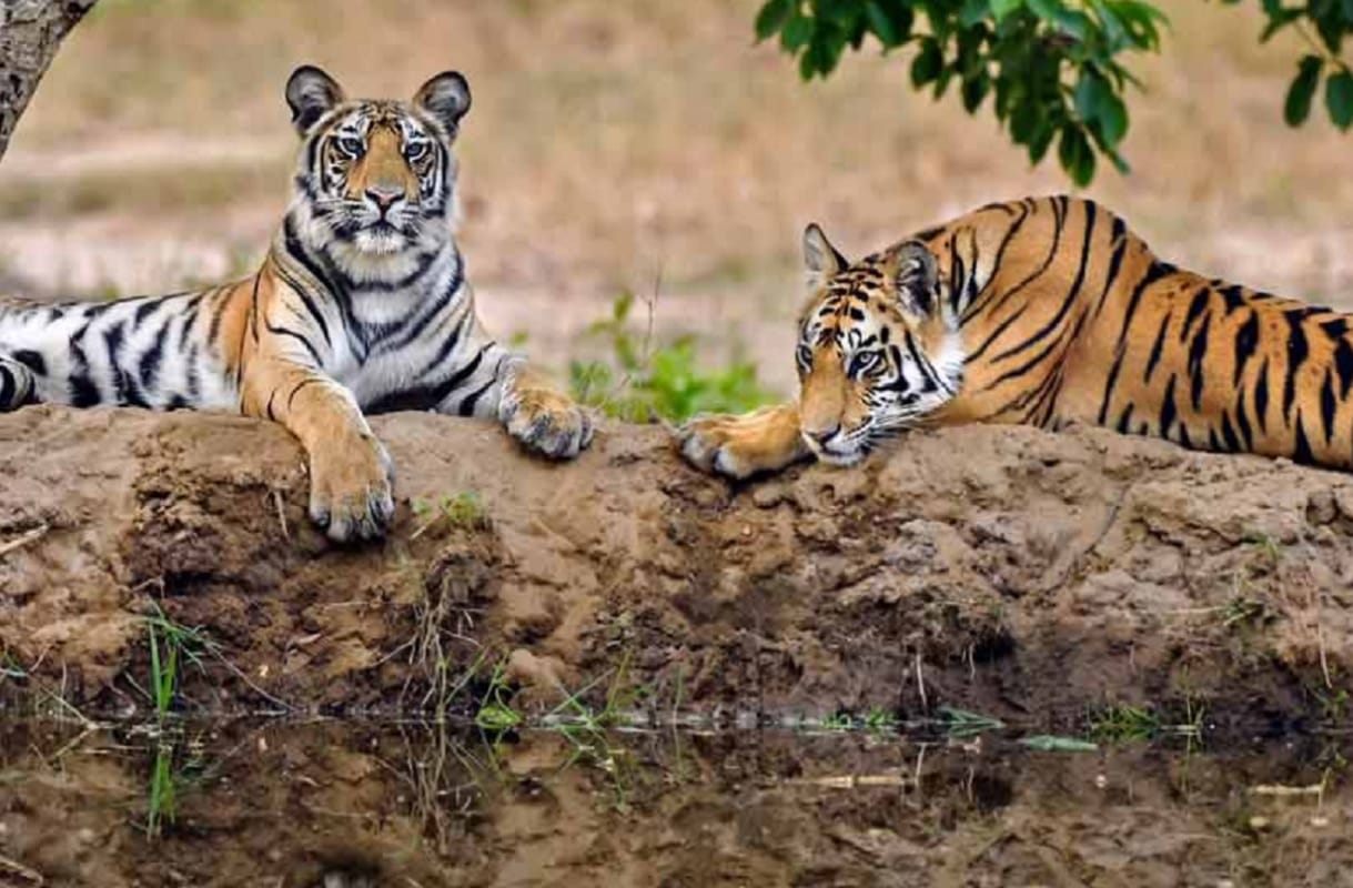 Five tigers Will be sent from Corbett park to Rajaji Tiger Reserve