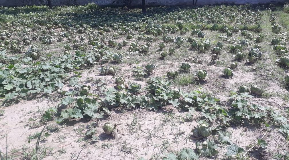 Farmers uprooting cabbage in the fields
