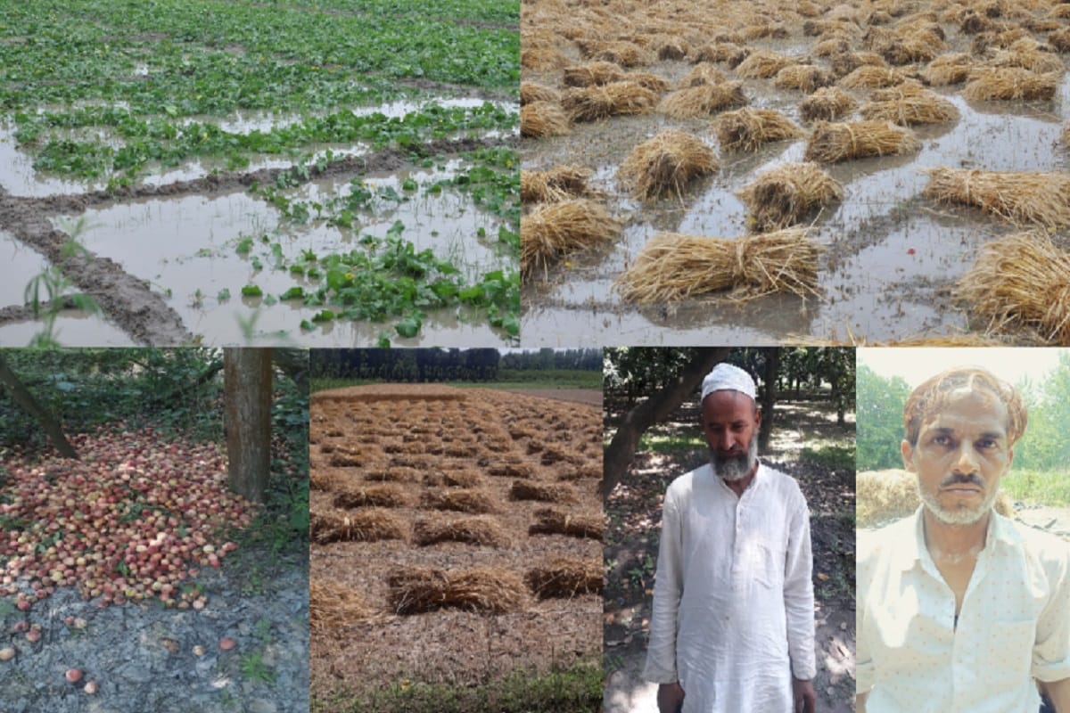 Farmers and garden contractors have suffered heavy losses due to rain in Shamli district of Uttar Pradesh