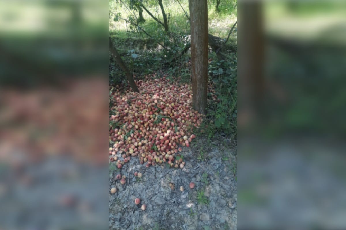 Farmers and garden contractors have suffered heavy losses due to rain in Shamli district of Uttar Pradesh